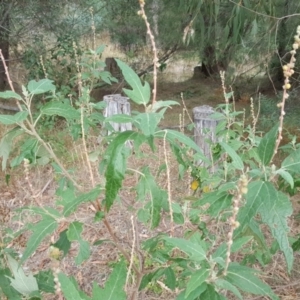 Adriana tomentosa var. tomentosa at Paddys River, ACT - 1 Feb 2017