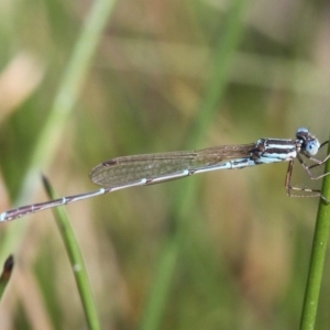 Austrolestes analis at Duffy, ACT - 2 Apr 2016