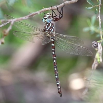 Austroaeschna unicornis (Unicorn Darner) at Tennent, ACT - 5 Mar 2016 by HarveyPerkins