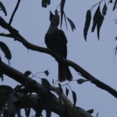 Eudynamys orientalis at O'Connor, ACT - 31 Jan 2017