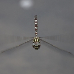 Austroaeschna unicornis (Unicorn Darner) at Tennent, ACT - 23 Jan 2016 by HarveyPerkins