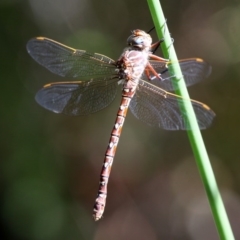 Austroaeschna unicornis (Unicorn Darner) at Paddys River, ACT - 26 Mar 2016 by HarveyPerkins