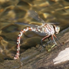 Austroaeschna unicornis at Paddys River, ACT - 26 Mar 2016 03:00 PM