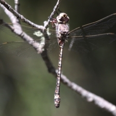 Austroaeschna atrata (Mountain Darner) at Cotter River, ACT - 15 Jan 2017 by HarveyPerkins