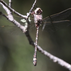 Austroaeschna atrata at Cotter River, ACT - 15 Jan 2017