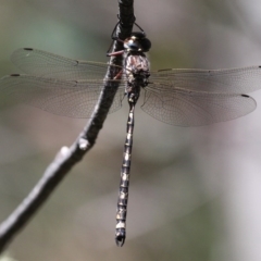 Austroaeschna atrata (Mountain Darner) at Cotter River, ACT - 15 Jan 2017 by HarveyPerkins