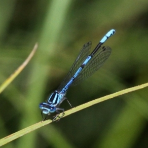 Austrocoenagrion lyelli at Mount Clear, ACT - 27 Jan 2017