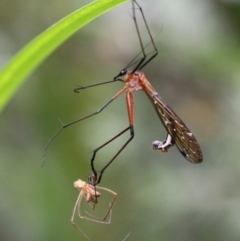 Harpobittacus australis (Hangingfly) at Tennent, ACT - 1 Jan 2017 by HarveyPerkins