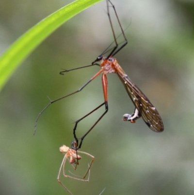 Harpobittacus australis (Hangingfly) at Namadgi National Park - 31 Dec 2016 by HarveyPerkins