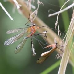 Harpobittacus australis at Tennent, ACT - 1 Jan 2017