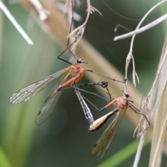 Harpobittacus australis at Tennent, ACT - 1 Jan 2017