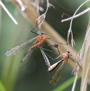 Harpobittacus australis at Tennent, ACT - 1 Jan 2017