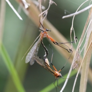 Harpobittacus australis at Tennent, ACT - 1 Jan 2017