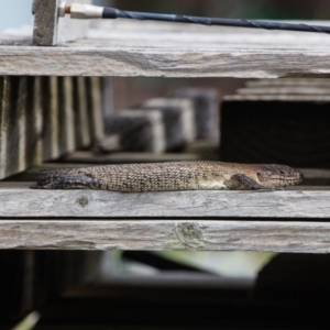 Egernia cunninghami at Murrumbateman, NSW - 2 Feb 2017