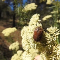 Bisallardiana gymnopleura (Brown flower chafer) at Canberra Central, ACT - 14 Jan 2017 by Qwerty