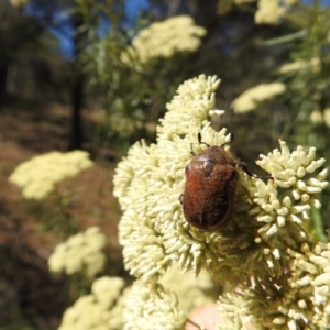 Bisallardiana gymnopleura at Canberra Central, ACT - 15 Jan 2017