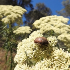 Bisallardiana gymnopleura at Canberra Central, ACT - 15 Jan 2017