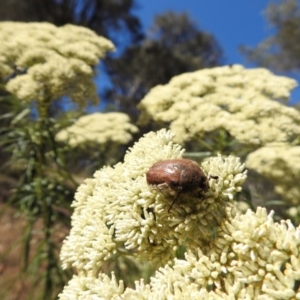 Bisallardiana gymnopleura at Canberra Central, ACT - 15 Jan 2017