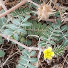 Tribulus terrestris (Caltrop, Cat-head) at Parkes, ACT - 2 Feb 2017 by Mike