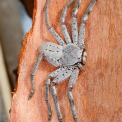 Isopeda sp. (genus) (Huntsman Spider) at Gungahlin, ACT - 2 Feb 2017 by CedricBear