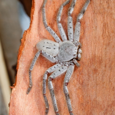 Isopeda sp. (genus) (Huntsman Spider) at Mulligans Flat - 1 Feb 2017 by CedricBear