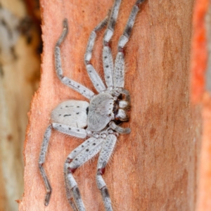 Isopeda sp. (genus) at Gungahlin, ACT - 2 Feb 2017 08:56 AM