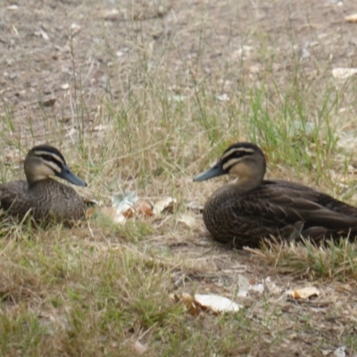 Anas superciliosa (Pacific Black Duck) at Uriarra Village, ACT - 1 Feb 2017 by Mike