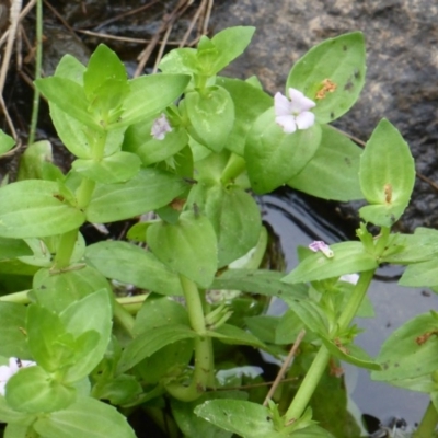 Gratiola peruviana (Australian Brooklime) at Uriarra Village, ACT - 1 Feb 2017 by Mike