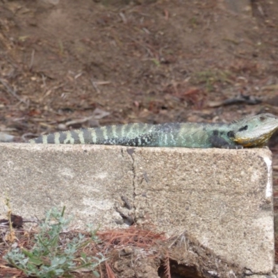 Intellagama lesueurii howittii (Gippsland Water Dragon) at Cotter Reserve - 1 Feb 2017 by Mike