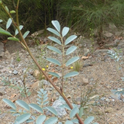 Indigofera australis subsp. australis (Australian Indigo) at Uriarra Village, ACT - 1 Feb 2017 by Mike