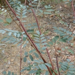 Indigofera australis subsp. australis at Uriarra Village, ACT - 1 Feb 2017 03:19 PM