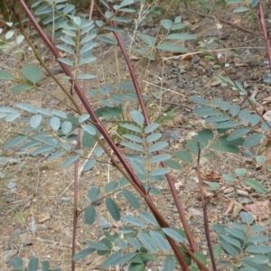 Indigofera australis subsp. australis at Uriarra Village, ACT - 1 Feb 2017