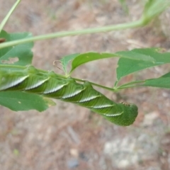 Psilogramma casuarinae (Privet Hawk Moth) at Isaacs Ridge and Nearby - 2 Feb 2017 by Mike