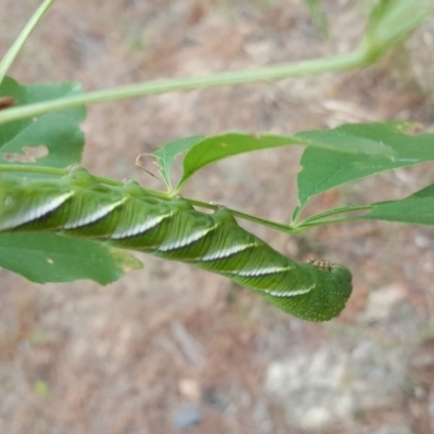 Psilogramma casuarinae (Privet Hawk Moth) at Isaacs, ACT - 2 Feb 2017 by Mike