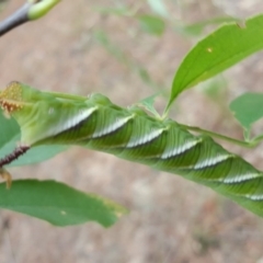 Psilogramma casuarinae at Isaacs, ACT - 2 Feb 2017 04:41 PM