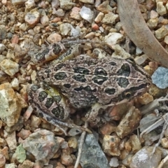 Limnodynastes tasmaniensis (Spotted Grass Frog) at Molonglo Valley, ACT - 25 Jan 2017 by galah681