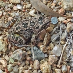 Limnodynastes tasmaniensis at Molonglo Valley, ACT - 26 Jan 2017