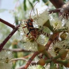 Aridaeus thoracicus (Tiger Longicorn Beetle) at Molonglo Valley, ACT - 2 Feb 2017 by galah681