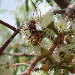 Aridaeus thoracicus at Molonglo Valley, ACT - 2 Feb 2017 09:27 AM