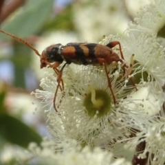 Aridaeus thoracicus at Molonglo Valley, ACT - 2 Feb 2017 09:27 AM