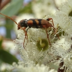 Aridaeus thoracicus at Molonglo Valley, ACT - 2 Feb 2017