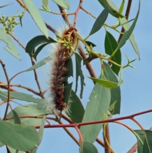 Anthela (genus) immature at Molonglo Valley, ACT - 2 Feb 2017 09:31 AM