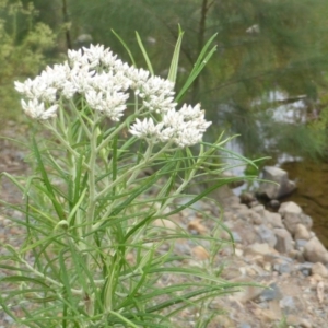 Cassinia longifolia at Uriarra Village, ACT - 1 Feb 2017 03:20 PM