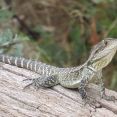 Intellagama lesueurii howittii (Gippsland Water Dragon) at Cotter Reserve - 1 Feb 2017 by Mike