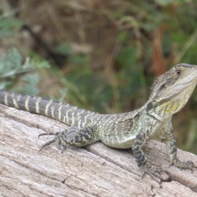 Intellagama lesueurii howittii (Gippsland Water Dragon) at Uriarra Village, ACT - 1 Feb 2017 by Mike