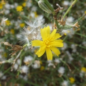 Chondrilla juncea at Paddys River, ACT - 1 Feb 2017