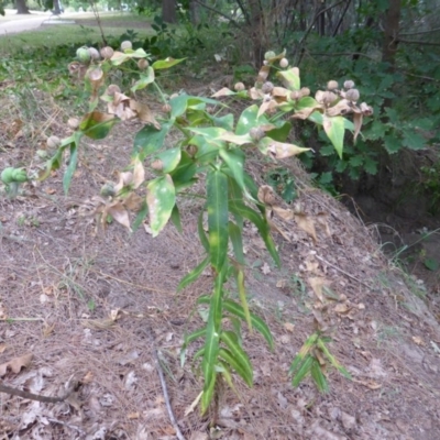 Euphorbia lathyris (Caper Spurge) at Cotter Reserve - 1 Feb 2017 by Mike