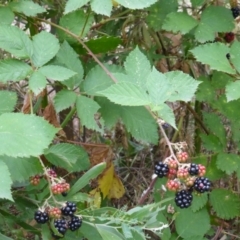 Rubus fruticosus species aggregate (Blackberry) at Paddys River, ACT - 1 Feb 2017 by Mike