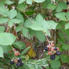 Rubus sp. (Blackberry) at Paddys River, ACT - 1 Feb 2017 by Mike