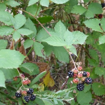 Rubus fruticosus species aggregate (Blackberry) at Paddys River, ACT - 1 Feb 2017 by Mike